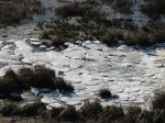 Marsh Ice